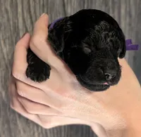 Sarabi 💜, a female Poodle - Miniature  for sale in Meta, MO – 8 of 10