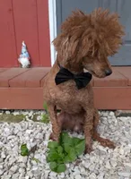 Winston , a male Poodle - Miniature  for sale in Meta, MO – 2 of 10