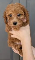 Raspberry 🩷, a female Poodle - Toy  for sale in Meta, MO – 8 of 10