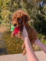 Watermelon 🍉, a female Poodle - Toy  for sale in Meta, MO – 10 of 10