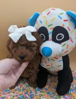 Olivia 🤍, a female Poodle - Toy  for sale in Meta, MO – Photo 1 of 10