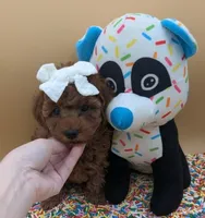 Olivia 🤍, a female Poodle - Toy  for sale in Meta, MO – Photo 2 of 10