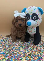 Olivia 🤍, a female Poodle - Toy  for sale in Meta, MO – Photo 7 of 10