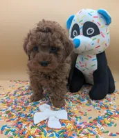 Olivia 🤍, a female Poodle - Toy  for sale in Meta, MO – Photo 6 of 10