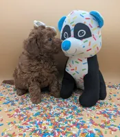 Olivia 🤍, a female Poodle - Toy  for sale in Meta, MO – Photo 4 of 10