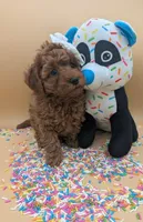 Olivia 🤍, a female Poodle - Toy  for sale in Meta, MO – Photo 10 of 10