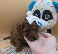 Olivia 🤍, a female Poodle - Toy  for sale in Meta, MO – Photo 3 of 10