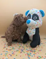 Olivia 🤍, a female Poodle - Toy  for sale in Meta, MO – Photo 8 of 10