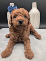 Caleb 🩵, a male Poodle - Miniature  for sale in Meta, MO – 5 of 10