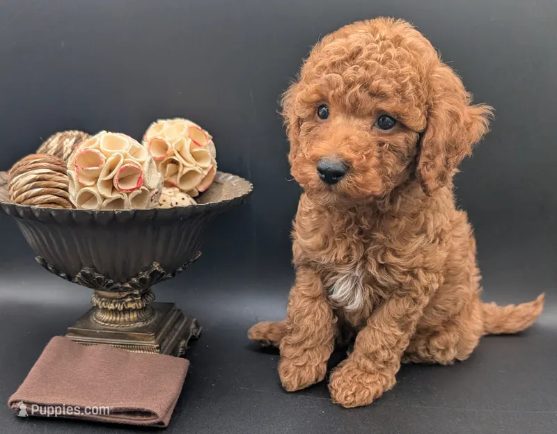 All Spice 🤎 – Poodle - Toy  puppy for sale in Meta, MO
