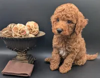 All Spice 🤎, a male Poodle - Toy  for sale in Meta, MO – 1 of 10