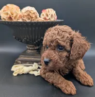 Jessie 💛, a female Poodle - Miniature  for sale in Meta, MO – 2 of 10