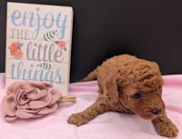 Pixie 🩷, a female Poodle - Miniature  for sale in Meta, MO – 6 of 10