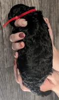 Simba ❤️, a male Poodle - Miniature  for sale in Meta, MO – 3 of 10
