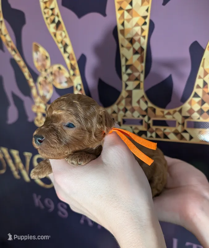 Pumpkin 🧡 – Poodle - Toy  puppy for sale in Meta, MO