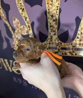 Pumpkin 🧡, a female Poodle - Toy  for sale in Meta, MO – 1 of 10