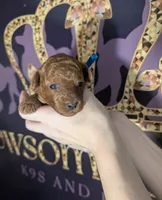 Blueberry 🫐, a male Poodle - Toy  for sale in Meta, MO – 3 of 10