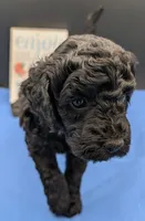 Rafiki 🖤, a male Poodle - Miniature  for sale in Meta, MO – 9 of 10