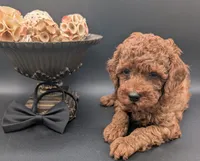 Woody 🤎, a male Poodle - Miniature  for sale in Meta, MO – 5 of 10