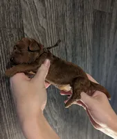 Woody 🤎, a male Poodle - Miniature  for sale in Meta, MO – 3 of 10