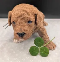 Snoopy 🖤, a male Poodle - Miniature  for sale in Meta, MO – 1 of 10