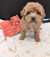 Betty 🩵, a female Poodle - Toy  for sale in Meta, MO – 10 of 10