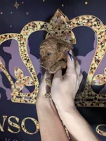 Grape 🍇, a female Poodle - Toy  for sale in Meta, MO – 5 of 10