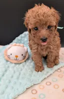Green 🍏, a male Poodle - Toy  for sale in Meta, MO – 8 of 10