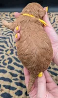 Charlie Brown 💛, a male Poodle - Toy  for sale in Meta, MO – 3 of 10