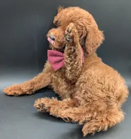 Cinnamon ♥️, a female Poodle - Toy  for sale in Meta, MO – 7 of 10