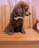 Jessie 💛, a female Poodle - Miniature  for sale in Meta, MO – 3 of 10