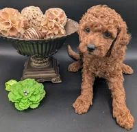 Rex 🦖, a male Poodle - Miniature  for sale in Meta, MO – 9 of 10