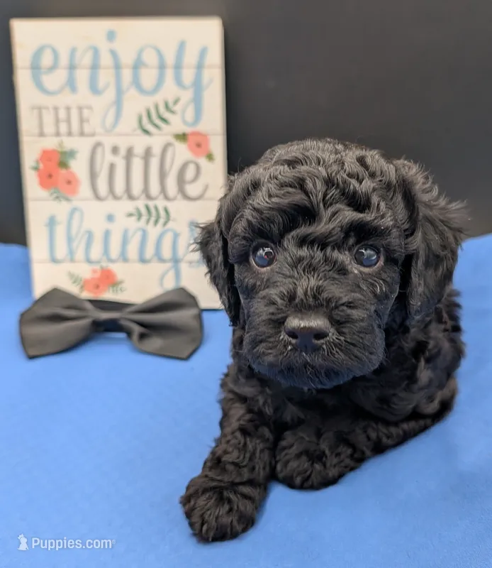Rafiki 🖤 – Poodle - Miniature  puppy for sale in Meta, MO