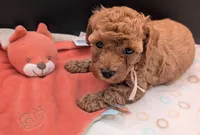 Pixie 🩷, a female Poodle - Toy  for sale in Meta, MO – 2 of 10