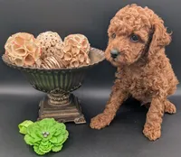 Rex 🦖, a male Poodle - Miniature  for sale in Meta, MO – 10 of 10