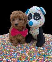 Jessica Simpson Dark 🩷, a female Poodle - Toy  for sale in Meta, MO – Photo 5 of 10