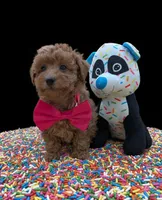 Jessica Simpson Dark 🩷, a female Poodle - Toy  for sale in Meta, MO – Photo 2 of 10