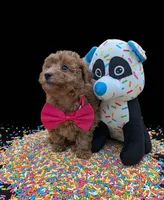 Jessica Simpson Dark 🩷, a female Poodle - Toy  for sale in Meta, MO – Photo 7 of 10