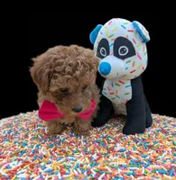 Jessica Simpson Dark 🩷, a female Poodle - Toy  for sale in Meta, MO – Photo 1 of 10