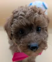 Jessica Simpson Dark 🩷, a female Poodle - Toy  for sale in Meta, MO – Photo 9 of 10