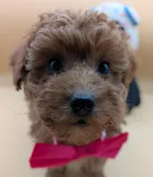 Jessica Simpson Dark 🩷, a female Poodle - Toy  for sale in Meta, MO – Photo 8 of 10