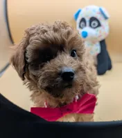 Jessica Simpson Dark 🩷, a female Poodle - Toy  for sale in Meta, MO – Photo 10 of 10