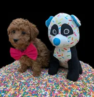 Jessica Simpson Dark 🩷, a female Poodle - Toy  for sale in Meta, MO – Photo 4 of 10