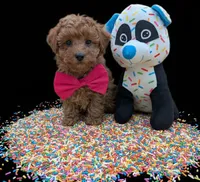 Jessica Simpson Dark 🩷, a female Poodle - Toy  for sale in Meta, MO – Photo 3 of 10