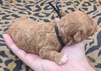 Snoopy 🖤, a male Poodle - Toy  for sale in Meta, MO – 7 of 10