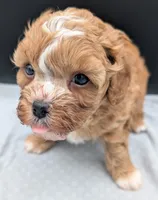Jaxin 🩵, a male Cavapoo for sale in Meta, MO – 8 of 10