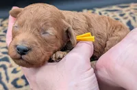 Charlie Brown 💛, a male Poodle - Toy  for sale in Meta, MO – 5 of 10