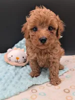 Green 🍏, a male Poodle - Toy  for sale in Meta, MO – 5 of 10
