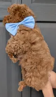 Betty 🩵, a female Poodle - Toy  for sale in Meta, MO – 2 of 10