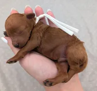 Cal 🤍, a male Poodle - Miniature  for sale in Meta, MO – 2 of 10